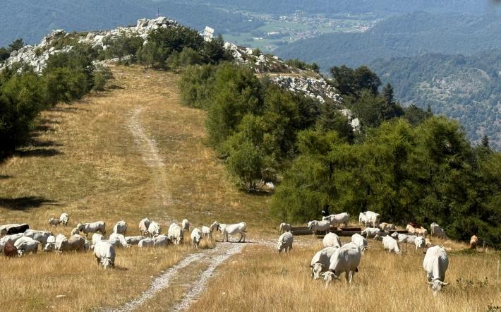 Coldiretti Cuneo: "il caldo estivo e la carenza di acqua in quota mette in crisi gli alpeggi"
