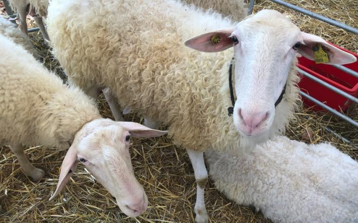 Niente Fiera dei 30 quest'anno a Murazzano 