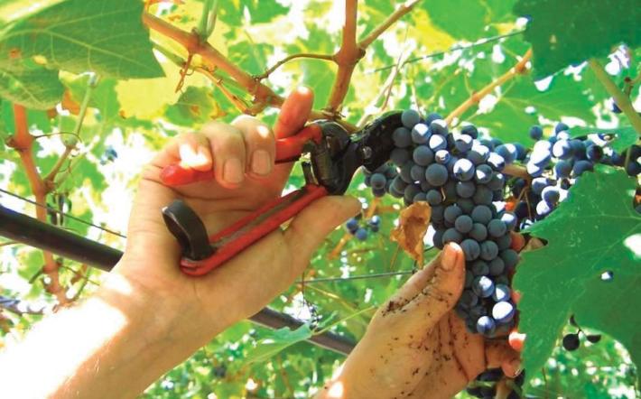 Vendemmia 2025: nel Doglianese raccolti i primi grappoli di Pinot Nero e Chardonnay