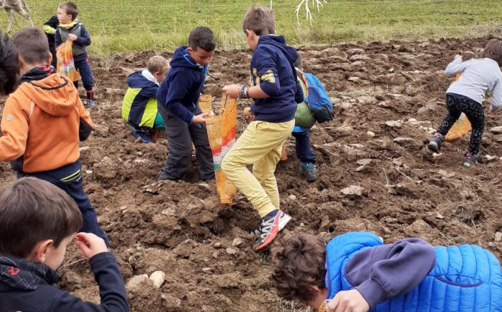 "Festa della patata fai da te" a Rittana 