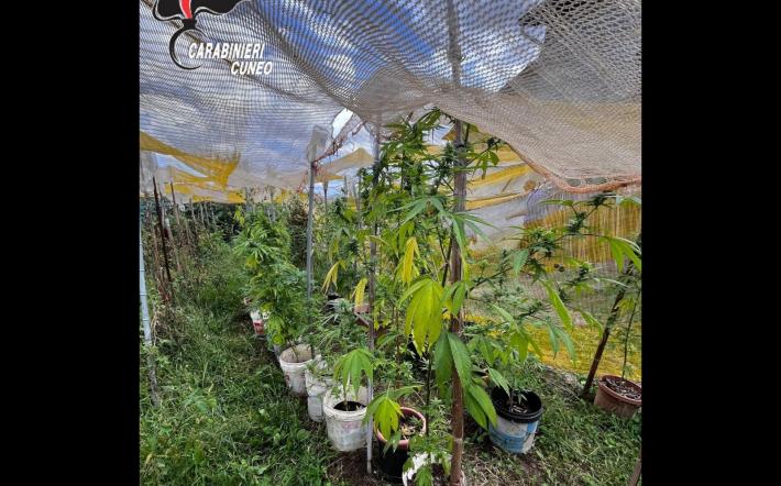 Arrestato in flagranza di reato&nbsp;69enne che coltivava marijuana