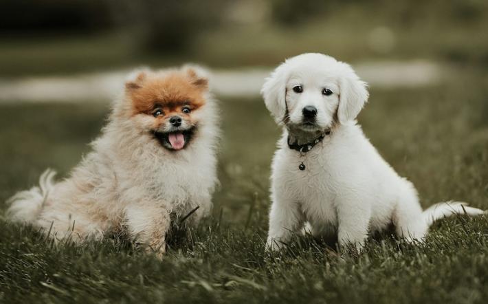 Condannata per abbandono di animali: 3.000 euro di ammenda