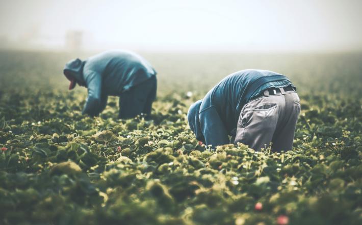 Aziende agricole nella “Granda”: il 69% sono irregolari