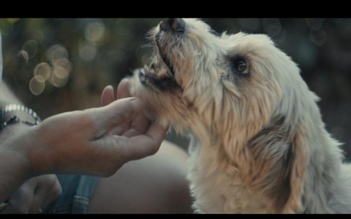 L’Alta Langa celebra Birba: una scultura in legno per il cane protagonista del cinema