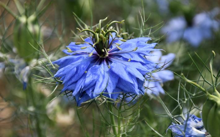Niella Tanaro valorizza i suoi fiori simbolo: in arrivo la De.Co. per tre fiori di Nigella
