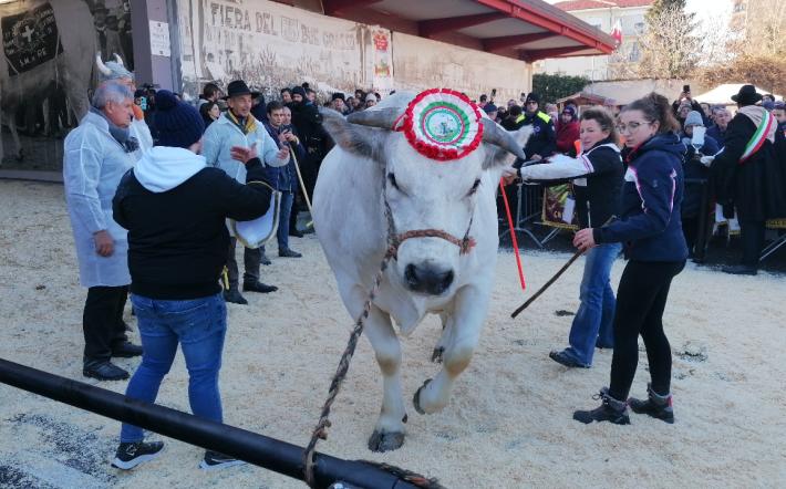 Carrù, Fiera del Bue Grasso 2025: un nuovo ring permetterà l’esposizione dei “giganti bianchi”