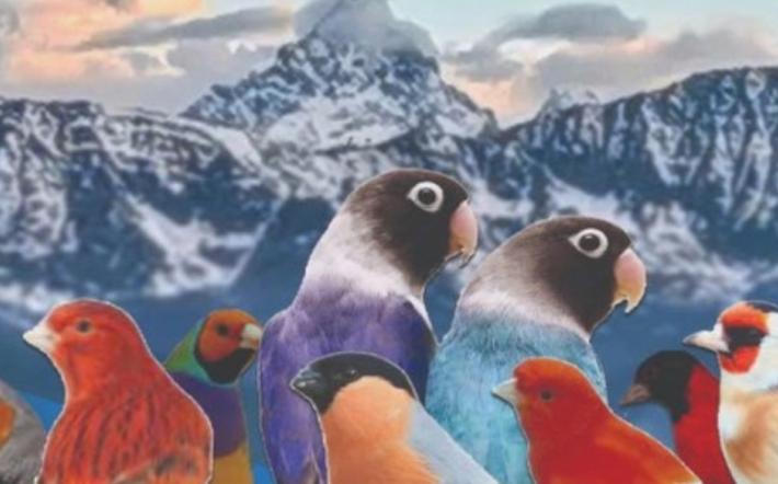 Un grande evento: a Farigliano la Prima Mostra Ornitologica Internazionale delle Alpi Occidentali