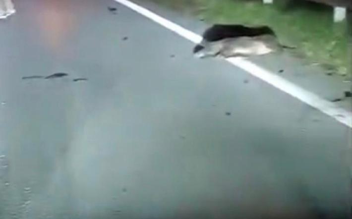 Sette cinghiali travolti sulla statale 28 a Garessio: nessun ferito tra le persona 