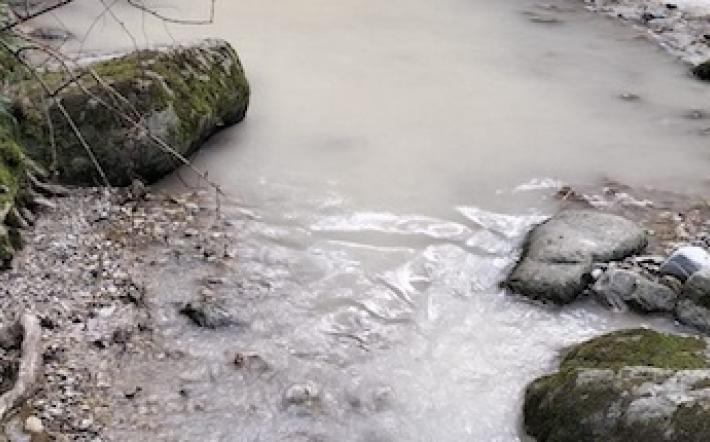 Frabosa Sottana: trote morte nel torrente Maudagna a Miroglio 