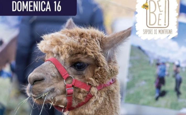 alpaca villanova