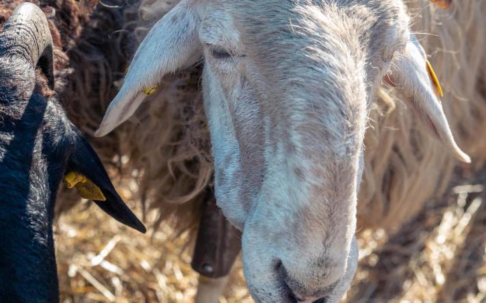 Villanova: annullata per maltempo la Fiera BEE prevista domenica