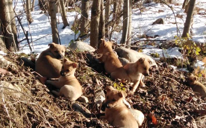 Pianfei: otto cani abbandonati sulle rive del Pesio, salvati dall’intervento del Comune