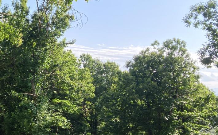 Rinvio regolamento deforestazione: Coldiretti Cuneo: "bene, ora semplificazione vera"