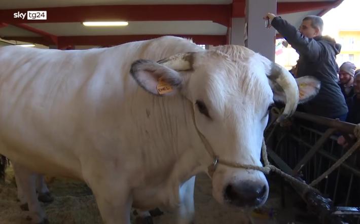 VIDEO - La Fiera del Bue Grasso di Carr&ugrave; 2025 su Sky Tg24