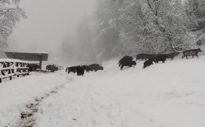 Troppa neve a Murazzano: domani il Parco Safari resta chiuso