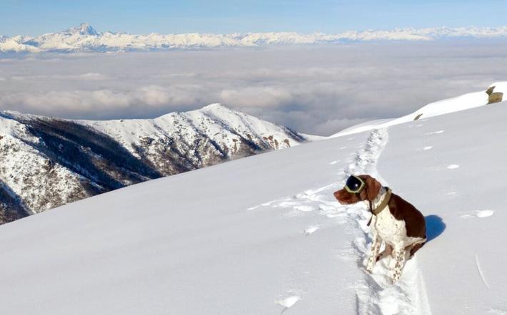 Il cane Argo scova i bocconi avvelenati&hellip;con gli occhiali da sole