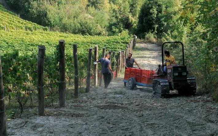 A Dogliani si parla di viticoltura e cambiamenti climatici