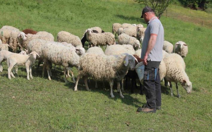 Attacchi al bestiame, Silvio Chionetti (Cia): &laquo;Gli allevatori si affrettino a richiedere i risarcimenti&raquo;