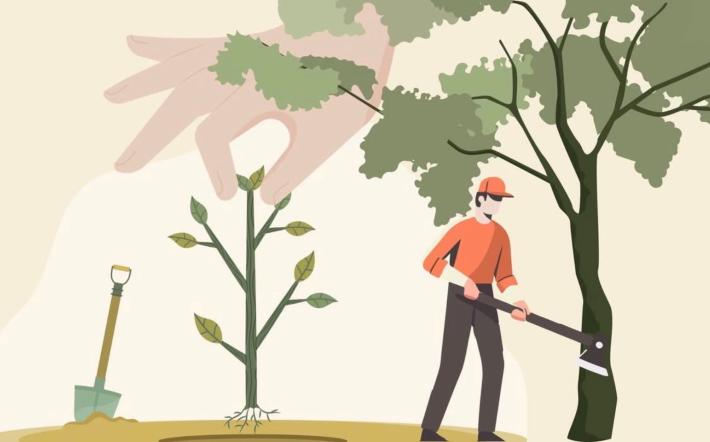 Mondov&igrave;, 30 alberi da abbattere per motivi di sicurezza: ecco dove