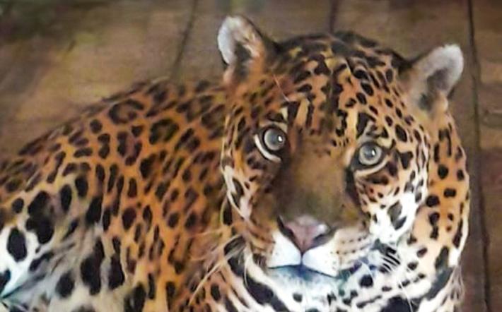 Murazzano, Regina compie 24 anni: il Parco Safari festeggia in silenzio la sua &ldquo;leggenda&rdquo;