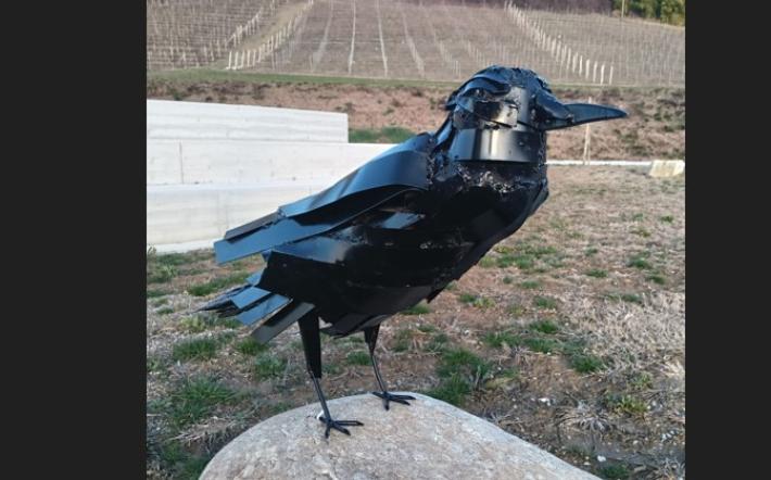 Farigliano: per San Valentino un corvo nero al posto delle rose