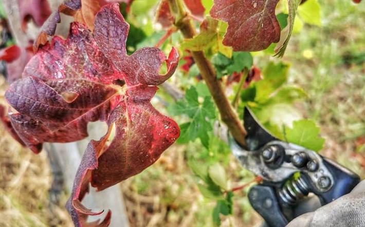 Lotta alla flavescenza dorata della vite: venerd&igrave; a Dogliani si svelano i numeri del 2025