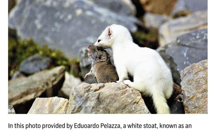 Ermellino Pelazza Ormea