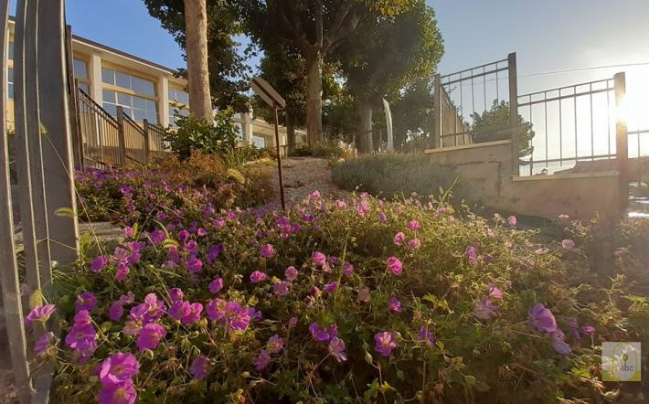 San Michele: all&rsquo;aiuola botanica anche una talea dell&rsquo;albero di Falcone