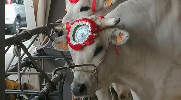FOTOGALLERY - Asta del Bue Carrù 2025