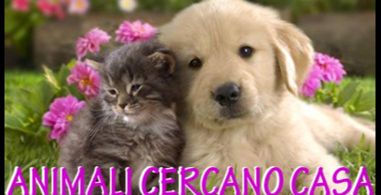 Animali in cerca di casa