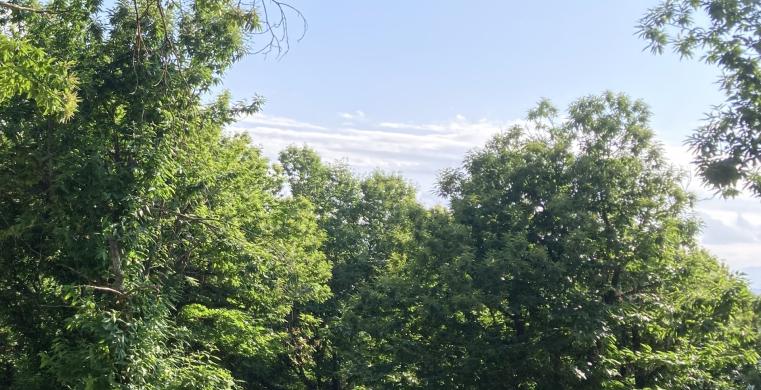 Rinvio regolamento deforestazione: Coldiretti Cuneo: "bene, ora semplificazione vera"